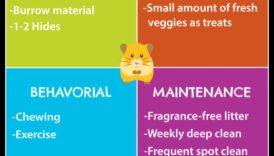 Προφυλάξεις για την ασφάλεια του χάμστερ: Δημιουργία περιβαλλόντων χωρίς κινδύνους