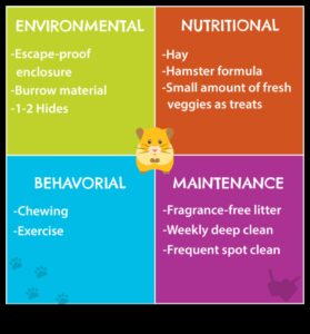 Προφυλάξεις για την ασφάλεια του χάμστερ: Δημιουργία περιβαλλόντων χωρίς κινδύνους
