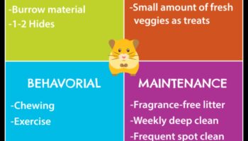 Προφυλάξεις για την ασφάλεια του χάμστερ: Δημιουργία περιβαλλόντων χωρίς κινδύνους