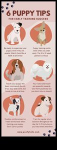 Puppy Preschool: Early Training Tips for New Dog Parents