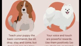 Puppy Preschool: Early Training Tips for New Dog Parents