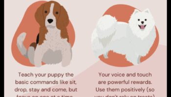 Puppy Preschool: Early Training Tips for New Dog Parents