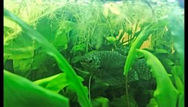 Διαχείριση φυκών δεξαμενών ψαριών: Συμβουλές για ένα παρθένο ενυδρείο