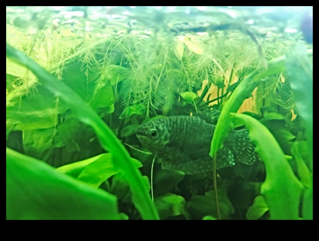 Διαχείριση φυκών δεξαμενών ψαριών: Συμβουλές για ένα παρθένο ενυδρείο