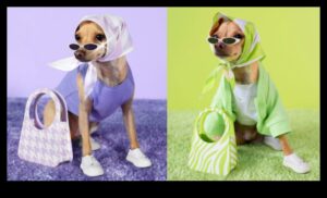 Canine Couturiers: Σχεδιαστές που δημιουργούν κομψή μόδα για σκύλους