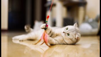 DIY Cat Toys Continued: Δημιουργία καινοτόμων παιχνιδιών για ψυχαγωγία