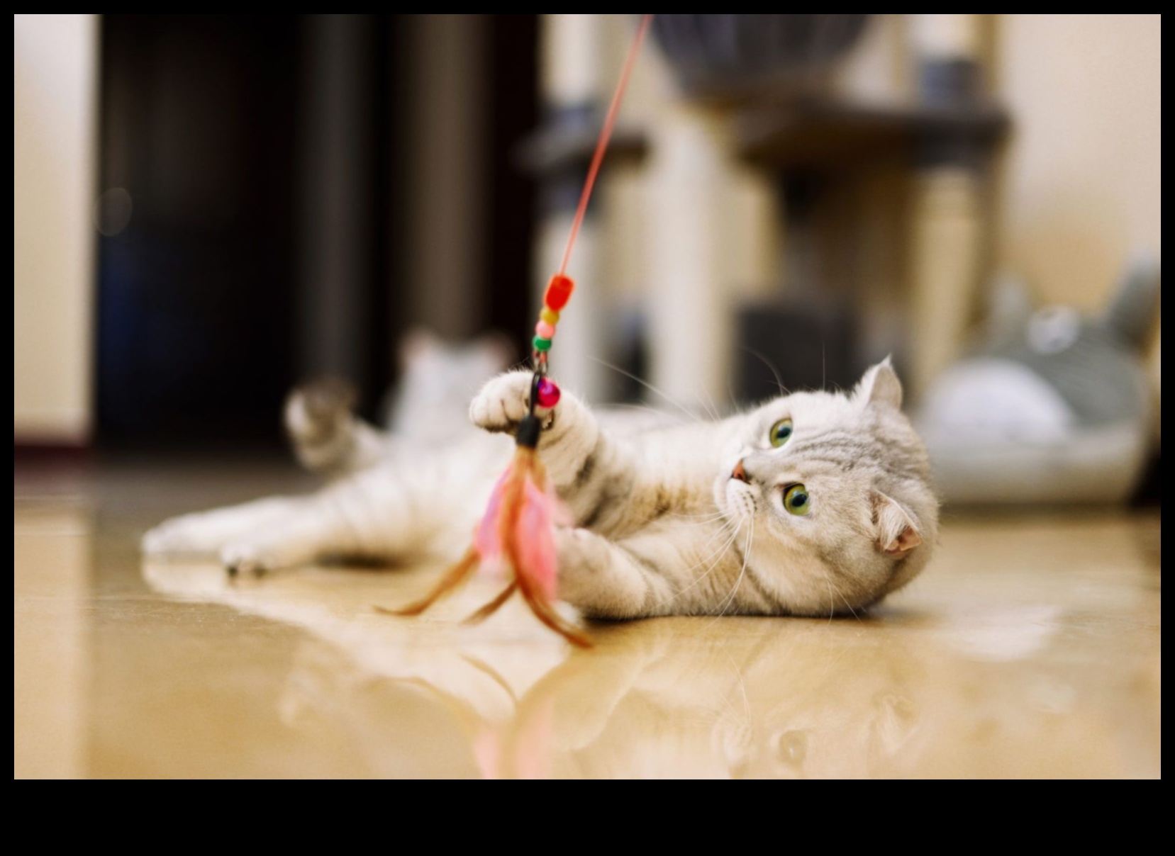 DIY Cat Toys Continued: Δημιουργία καινοτόμων παιχνιδιών για ψυχαγωγία