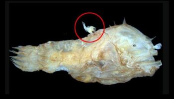 Oceanic Oddities Continued: Deep-sea Fish with Strange Adaptations